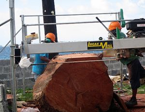 Large Lukwej tree being milled by Oliber Mack and Matson John. Photo: Sealend Laiden