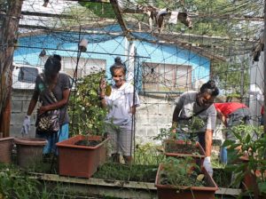 WAM trainees Rona Stephen, Idelia Stephen and Aklok Edward enjoying the gardening experience. Photo: Suemina Bohanny